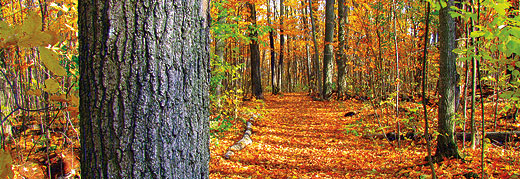 Sustainable Trails Certificate: Fleming College